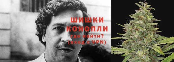 прущие грибы Магадан