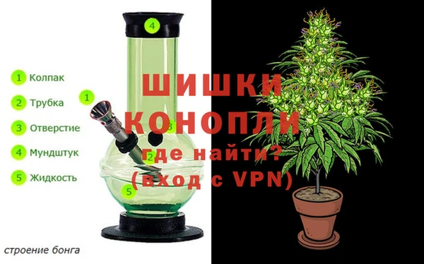 прущие грибы Магадан